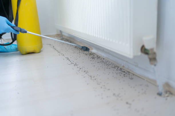 Flea Control Services in Carle Place, NY
