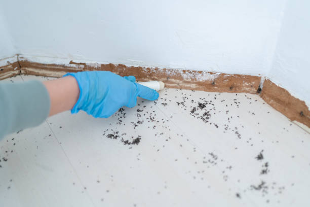 Best Wasp Removal Services  in Carle Place, NY